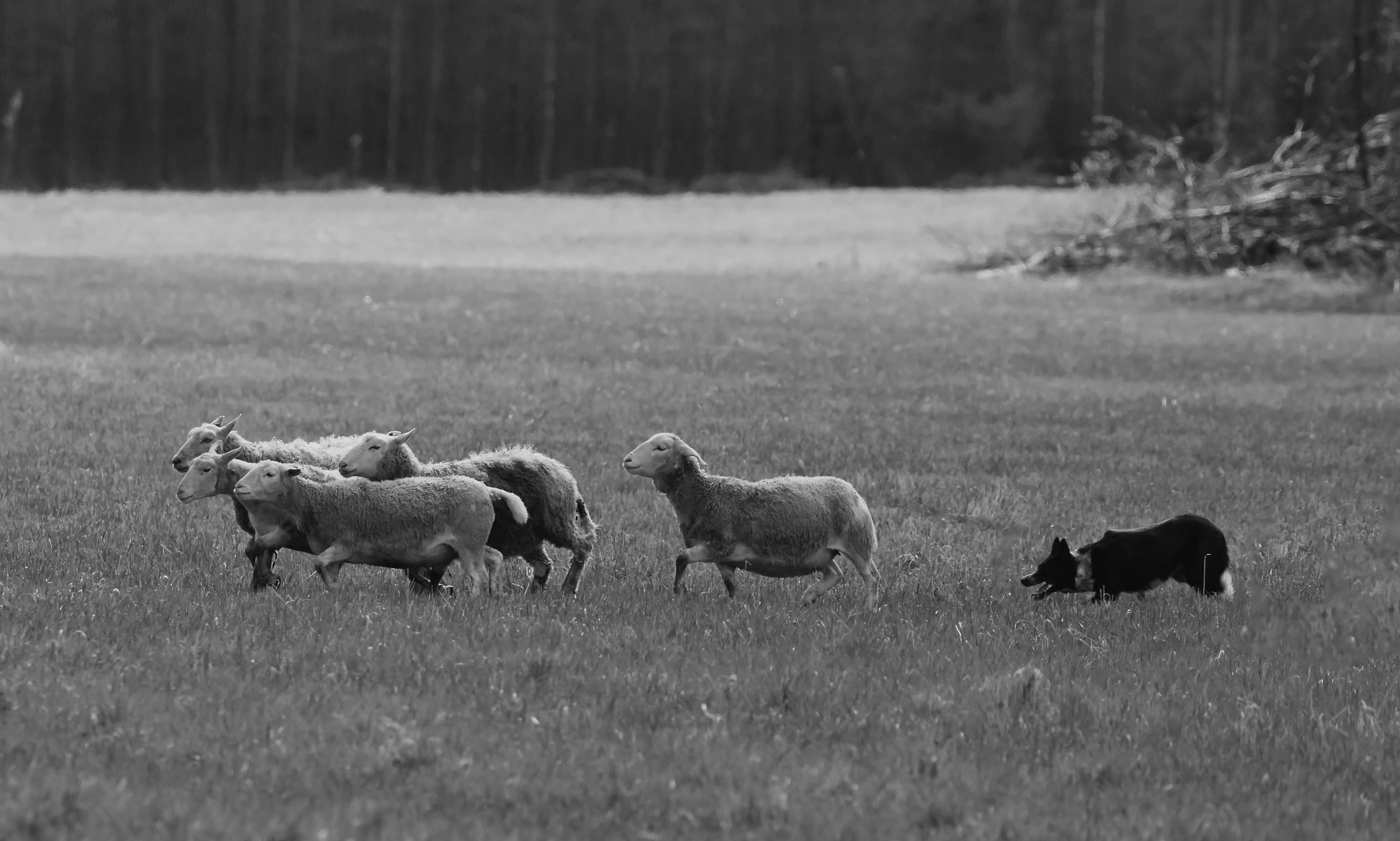 Sheepdog banner photo