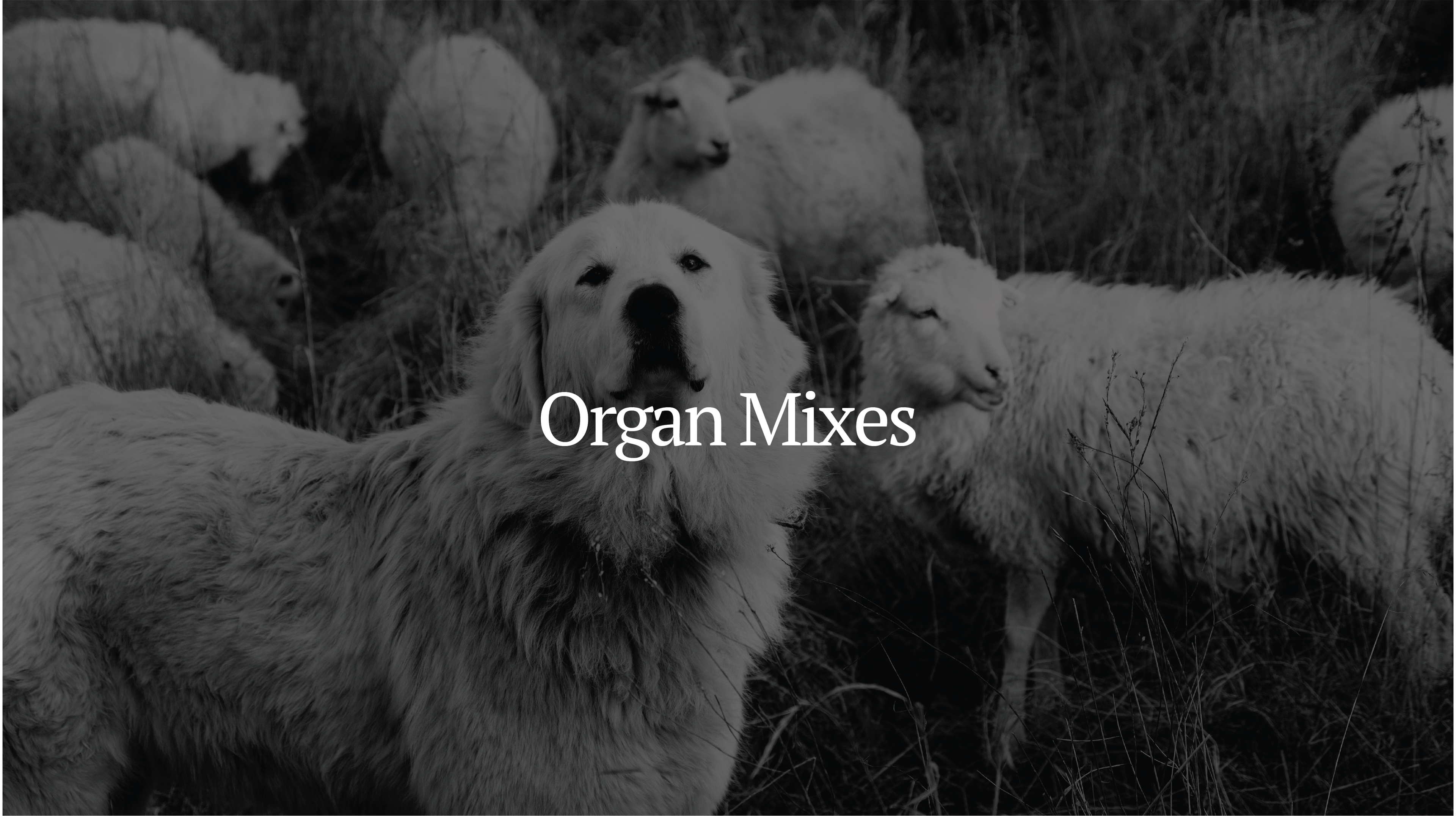 Sheepdog Organ Mixes banner image