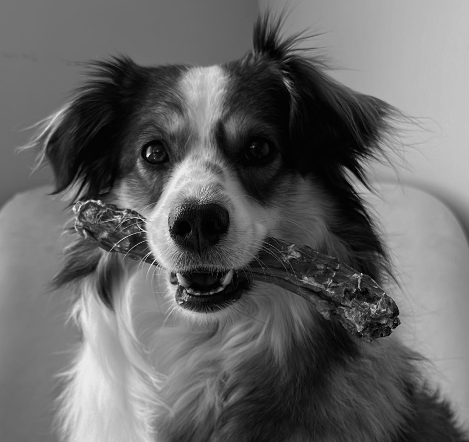 Sheepdog Single Ingredient Duck Neck Chew with Sheepdog ambassador Nala